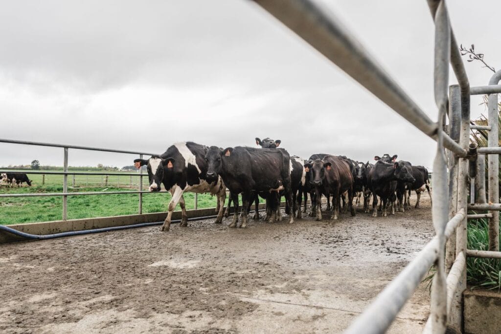 herd walking